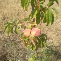 فروش زمین ۲۰۰۰ متری