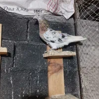 کبوتر، عاص