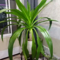 گل اشک ملکه بزرگ
