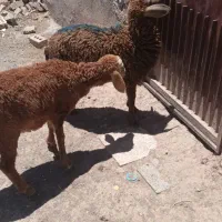 بره