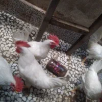 خروس|حیوانات مزرعه|رشت, دروازه لاکان|دیوار