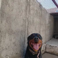 سگ روتوایلر سگ نگهبان