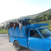 خریدفروش  اسب مادیان به بالاترین قیمت