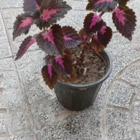 اکسسوری وگیاه ورق بزن