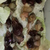 فروش حلزون