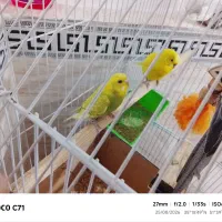 پرنده