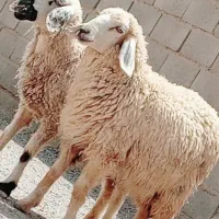 دوتا بره چاق