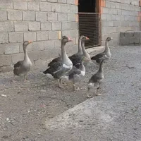 غاز محلی