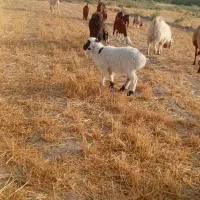 بره وبزغاله
