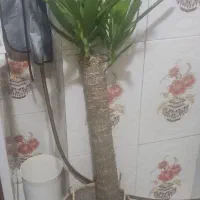 گل یوکا