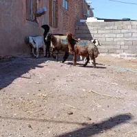 دو راس بره هترو و یک راس کاور هترو ۲ دندان