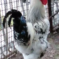 خروس برهما اصیل