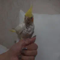 عروس هلندی چشم شرابی سرلاکی معاوضه با طوطی برزیلی