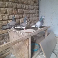 کفتر پرشی طلای سیاه