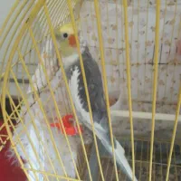 عروس هلندی نر