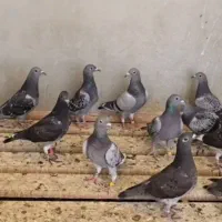 جوجه پلاکی