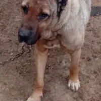 سگ سرابی