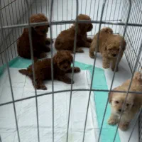 پودل عروسکی