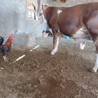 گاو نر سیمنتال اصل