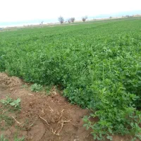 بذر یونجه
