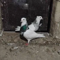 کبوتر طوقی