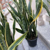 سانسوریا ابلق ریشه پر