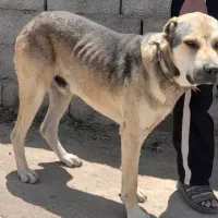سگ سرابی نسل دار
