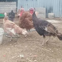 فروش حیوانات