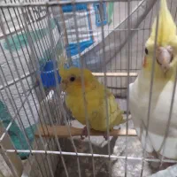 عروس هلندی نر وماده