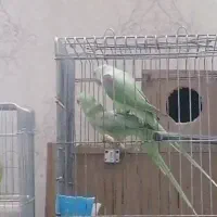 جفت شاه طوطی مولد