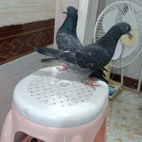 کبوتر زاغ و پلاکی و نباطی
