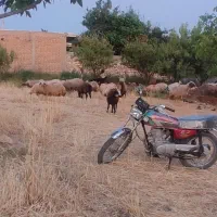 فروش گوسفند