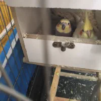 جفت عروس هلندی سخنگو و دستی