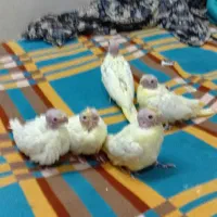 معاوضه عروس هلندی سرلاکی و دونه خور