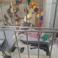 عروس‌هلندی  برای فروش