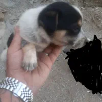 با سلام واگذاریه ۳ دانه جوجه خروس پامر