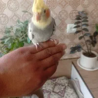 جوجه عروس هلندی سه ماهه