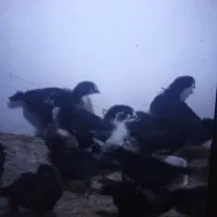 مرغ و خروس نیمچه مشکی
