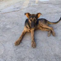 سگ ژرمن