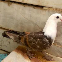 کبوتر