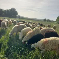 ۴۲ راس میش سفید یکصاحب جوان
