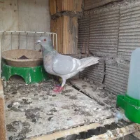 کبوتر ماده