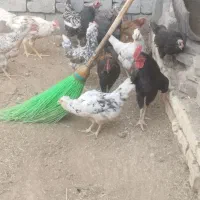 مرغ و خروس