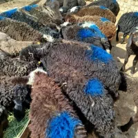 بره علف خور افشاری