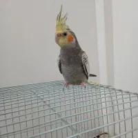 عروس هلندی ماده