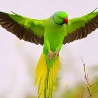 قبول واگذاری عروس هلندی مرغ عشق فنج