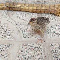 جوجه از پرنده ی داخل تصویر