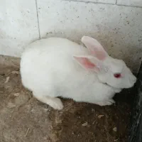 خرگوش ماده یک ساله بفروش میرسد