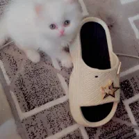 گربه