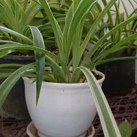 گل گندمی زیبا و سرحال۳عدد